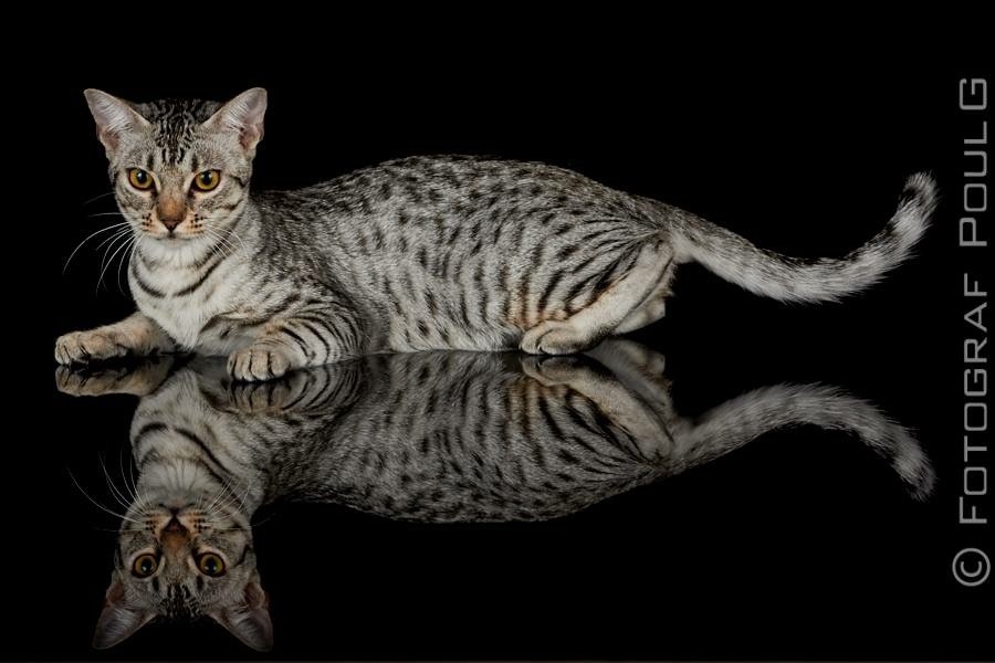 Ocicat.jpg