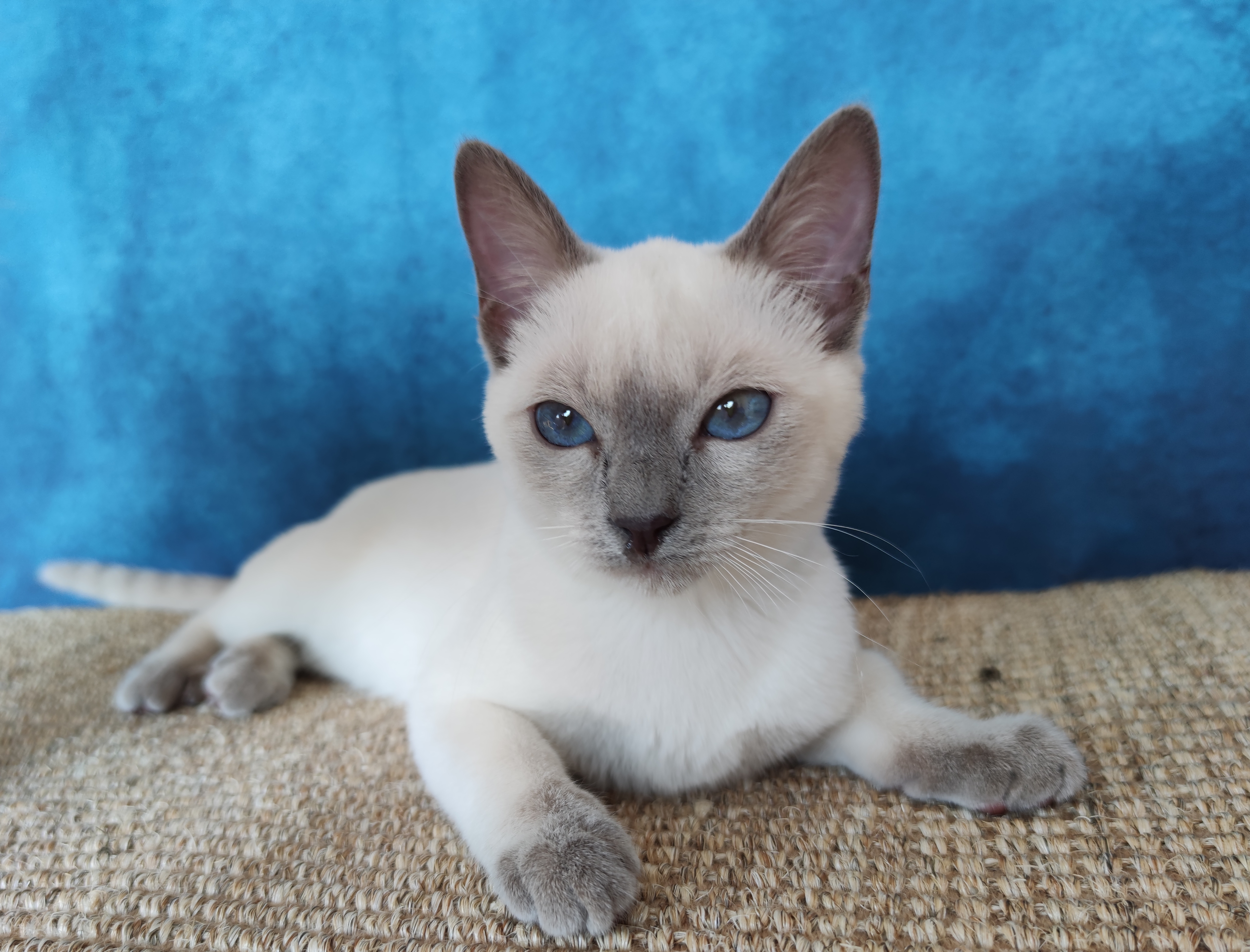 Cobaltblue Eye's