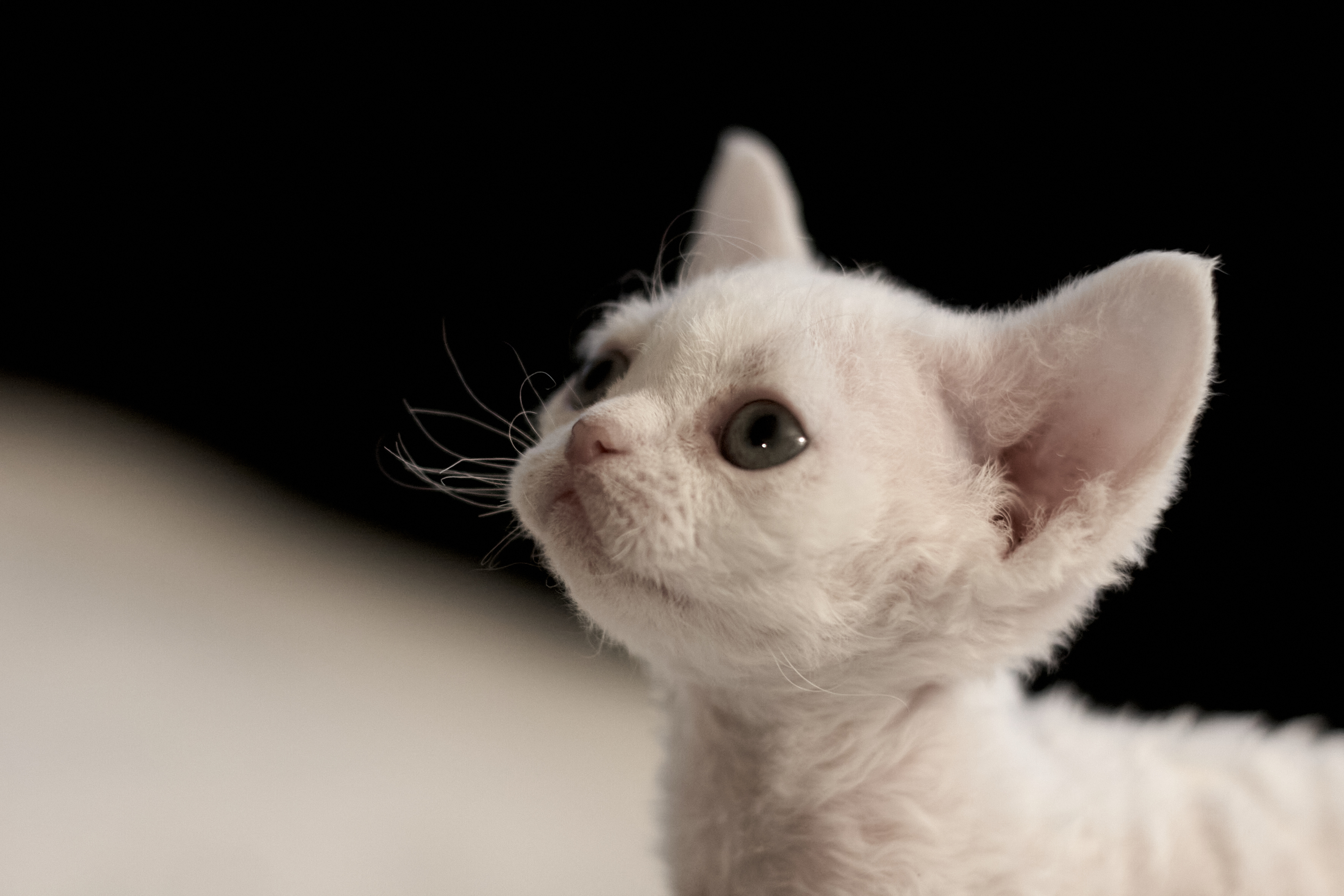 of Soft Companions