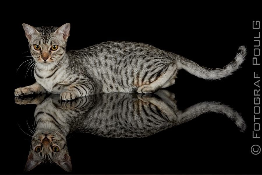 Ocicats Stars