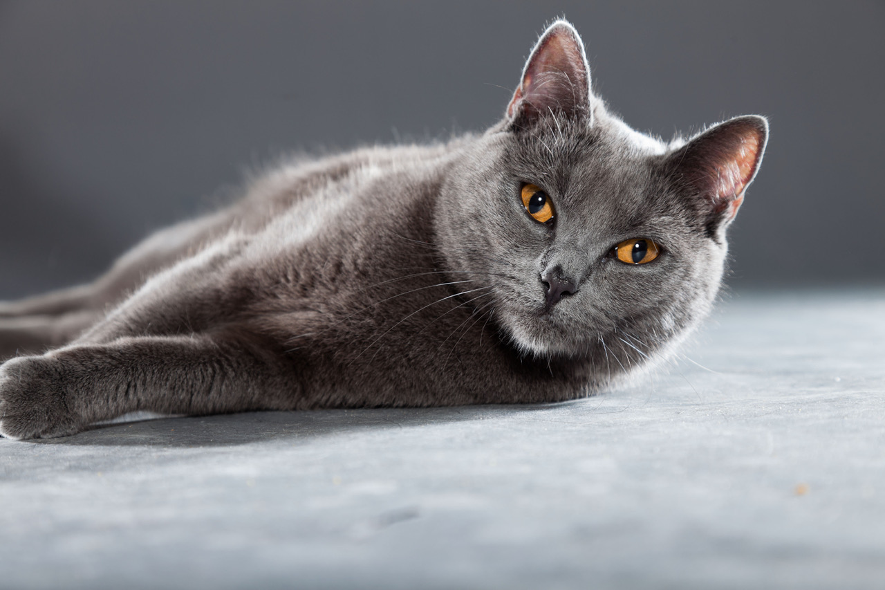 Chartreux