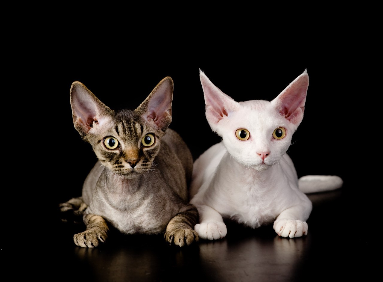 Devon Rex