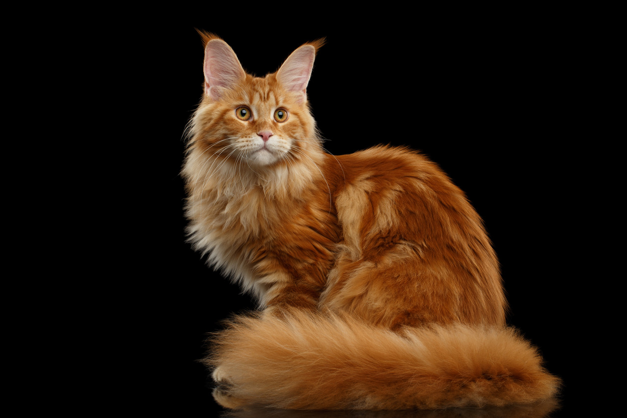 Maine Coon