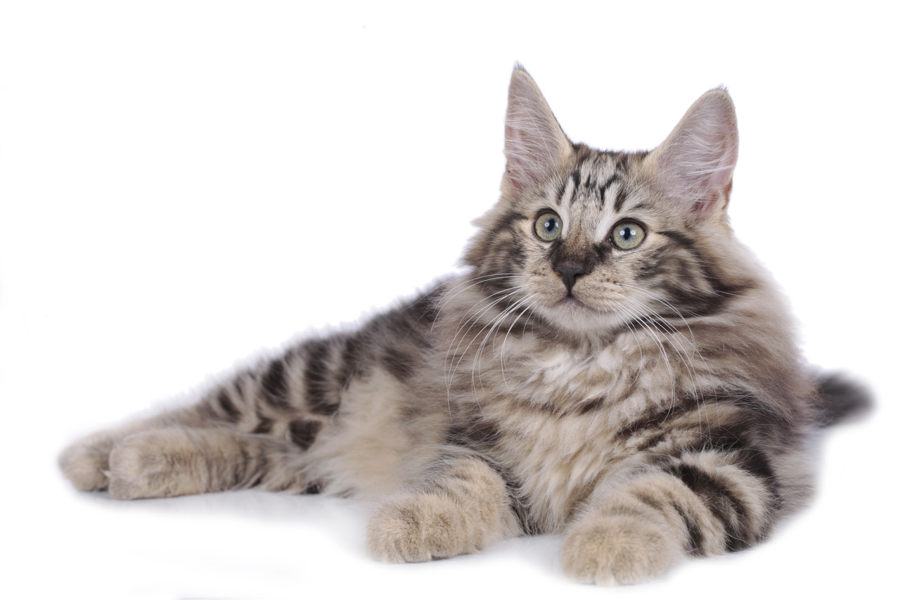 Norwegische Waldkatze